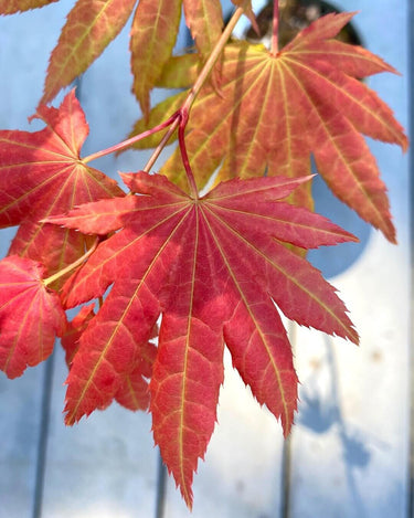 Acer shirasawanum 'Autumn Moon' - mapleridgenursery